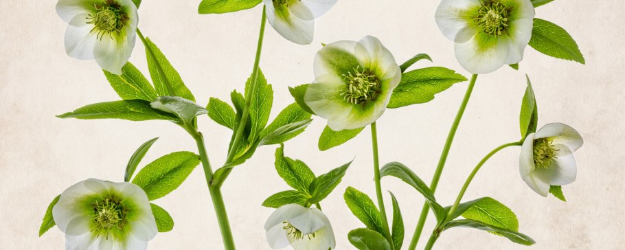 Морозник Абхазский Helleborus abchasicus