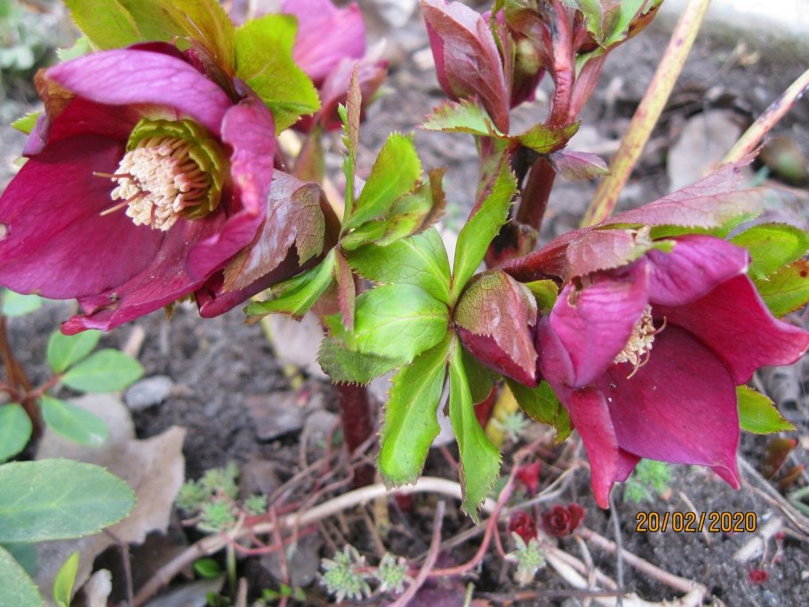 Морозник белоцветный