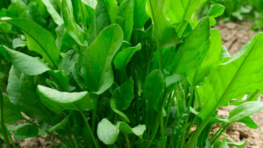 Щавель малый Щавелек