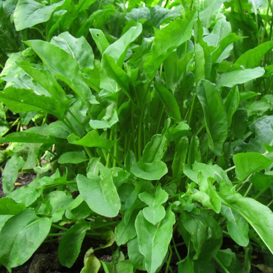 Щавель для похудения