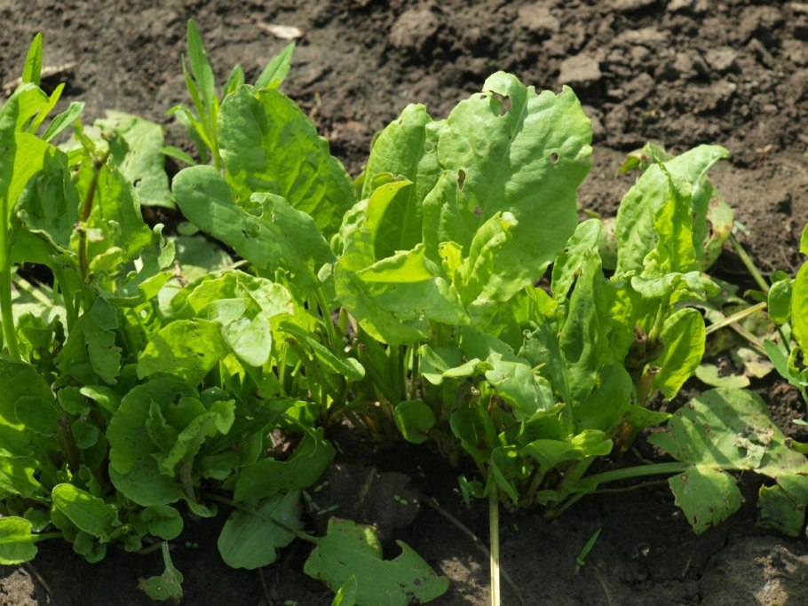 Укроп петрушка кинза