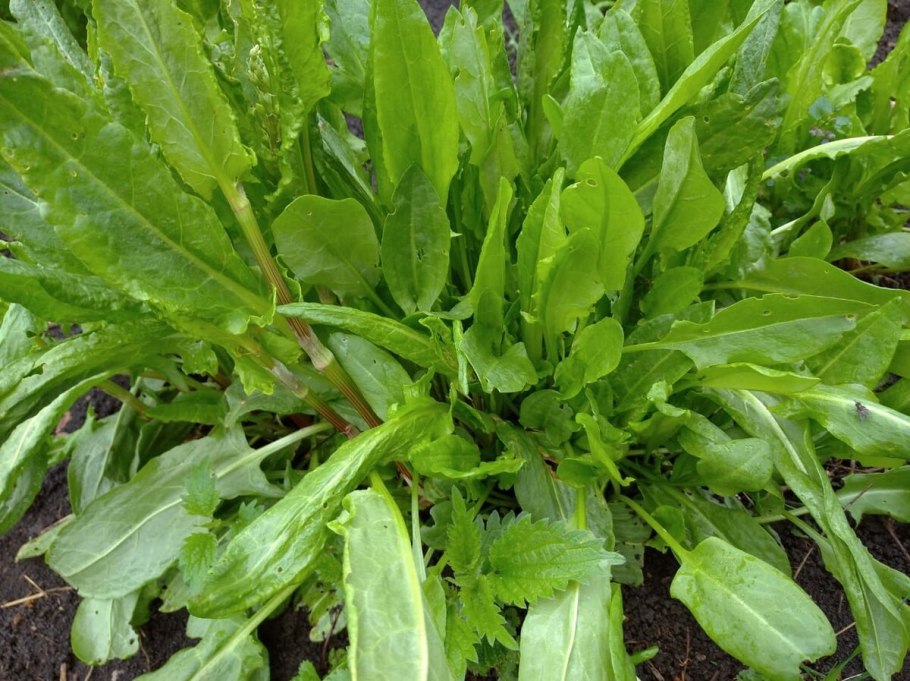 Виды зелени