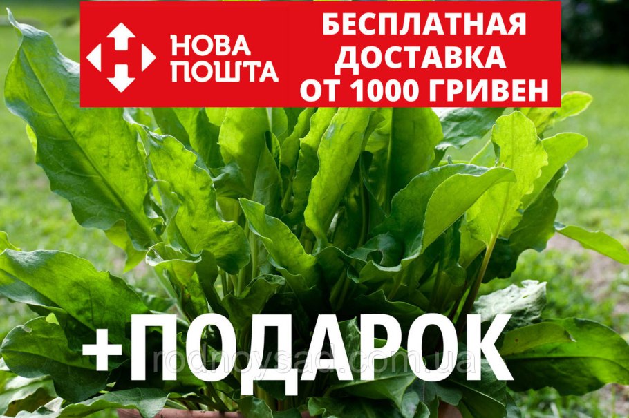 Щавель рыба