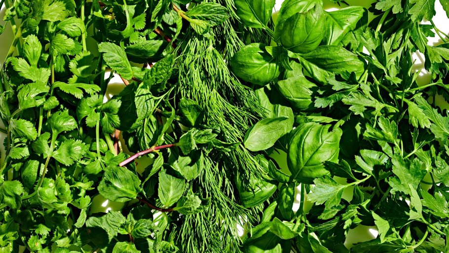 Аллелопатия растений таблица цветы