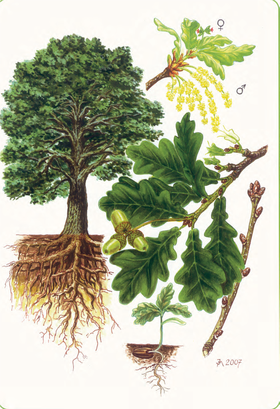 Кора дуба черешчатого