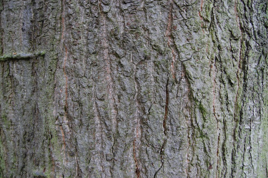 Клен канадский кора