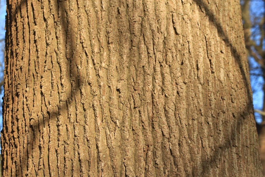 Пробковое дерево Португалия