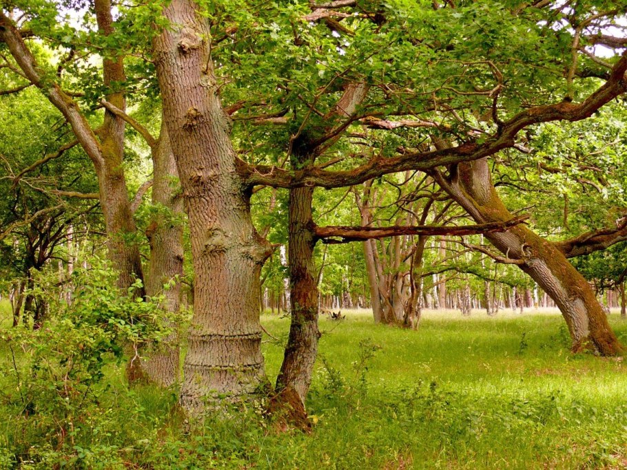 Дуб черешчатый (Quercus Robur)