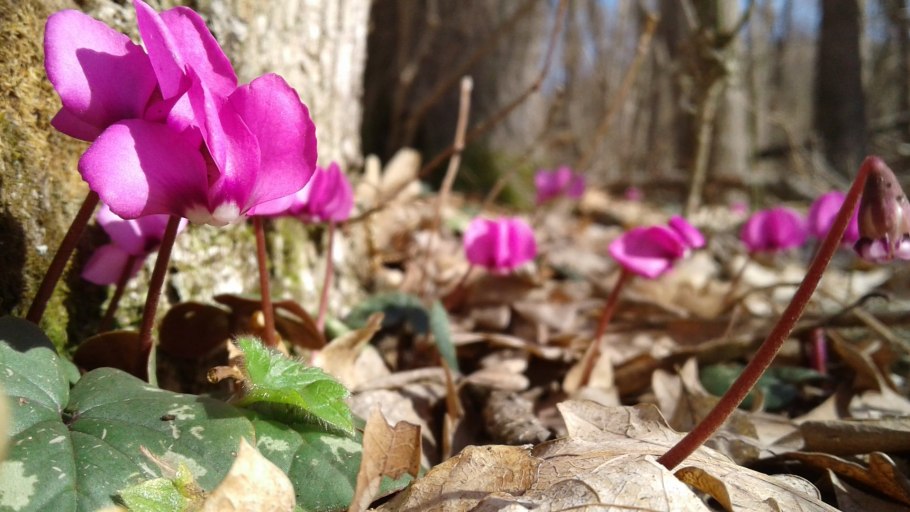 Цикламен Cyclamen hederifolium