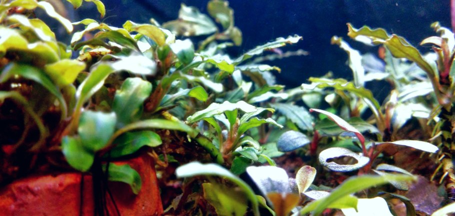 Анубиас аквариумное темные точки
