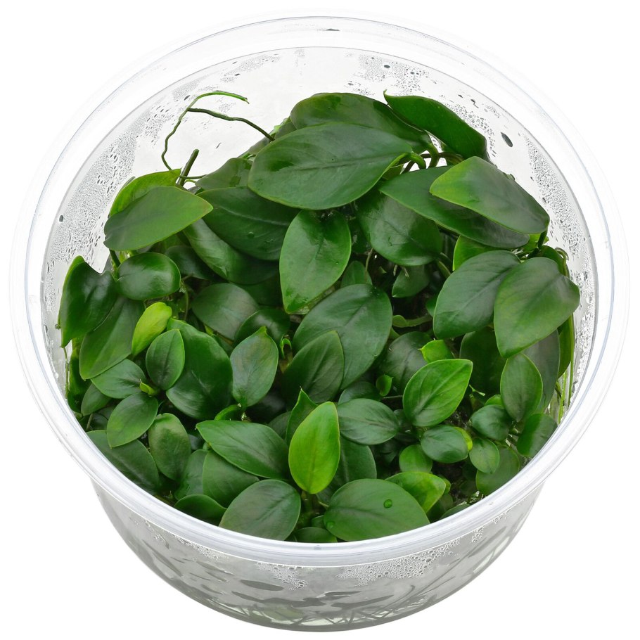 Криптокорина purpurea