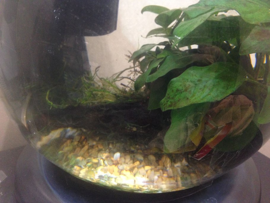 Водоросли черная борода в аквариуме