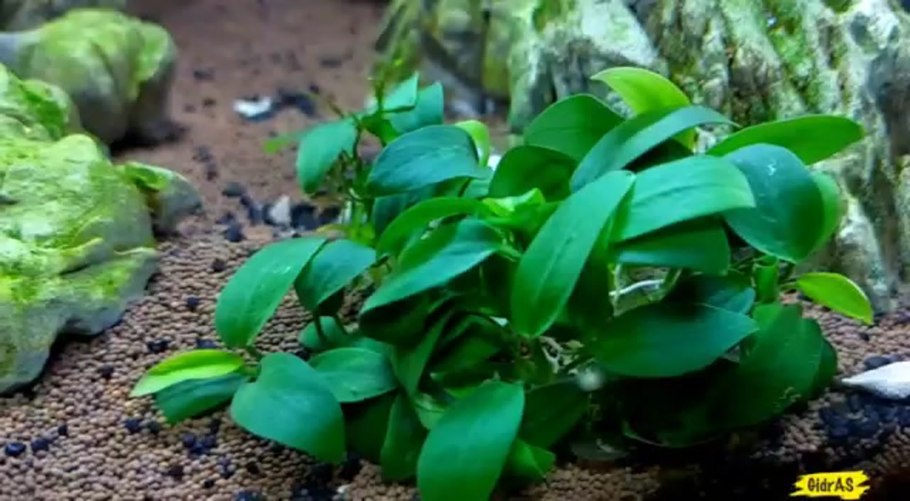 Водоросли черная борода в аквариуме