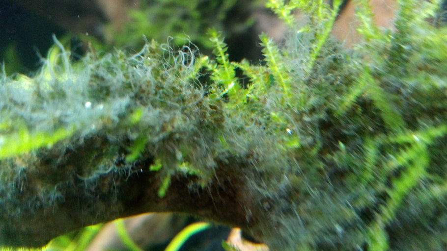 Анубиас Нана карликовый