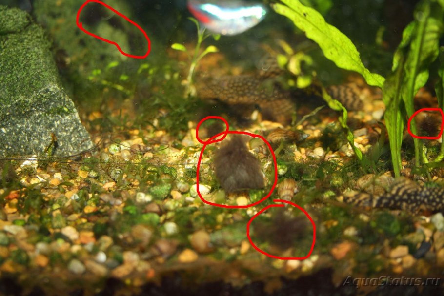 Анубиас черный налет