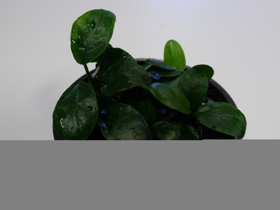 Водоросль Ксенококус