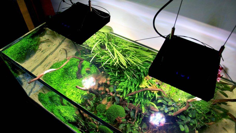 Анубиас папоротник аквариумное