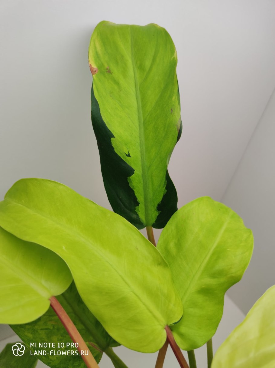 Филодендрон Голден драгон фото в интерьере