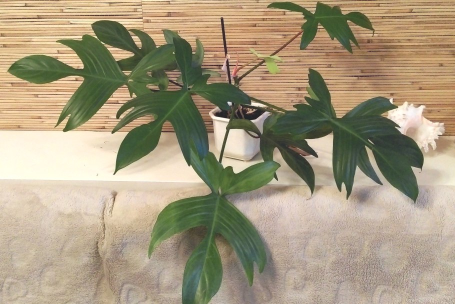 Филодендрон чешуеносный squamiferum