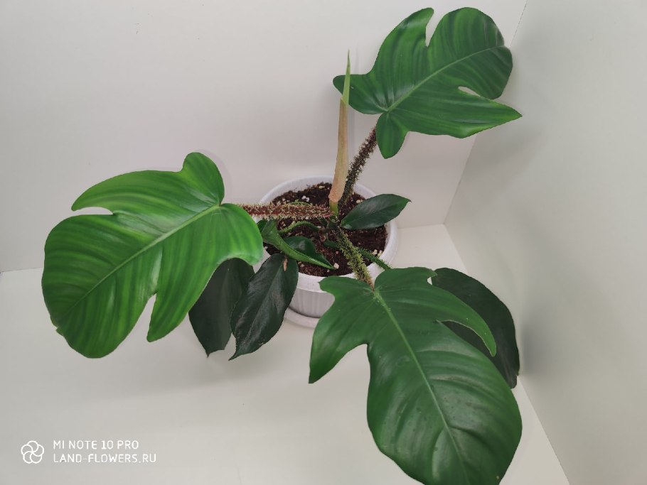 Филодендрон чешуeнocный