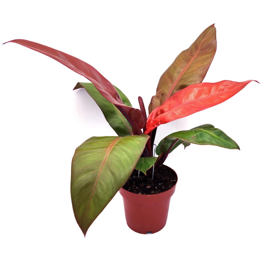 Филодендрон Pluto