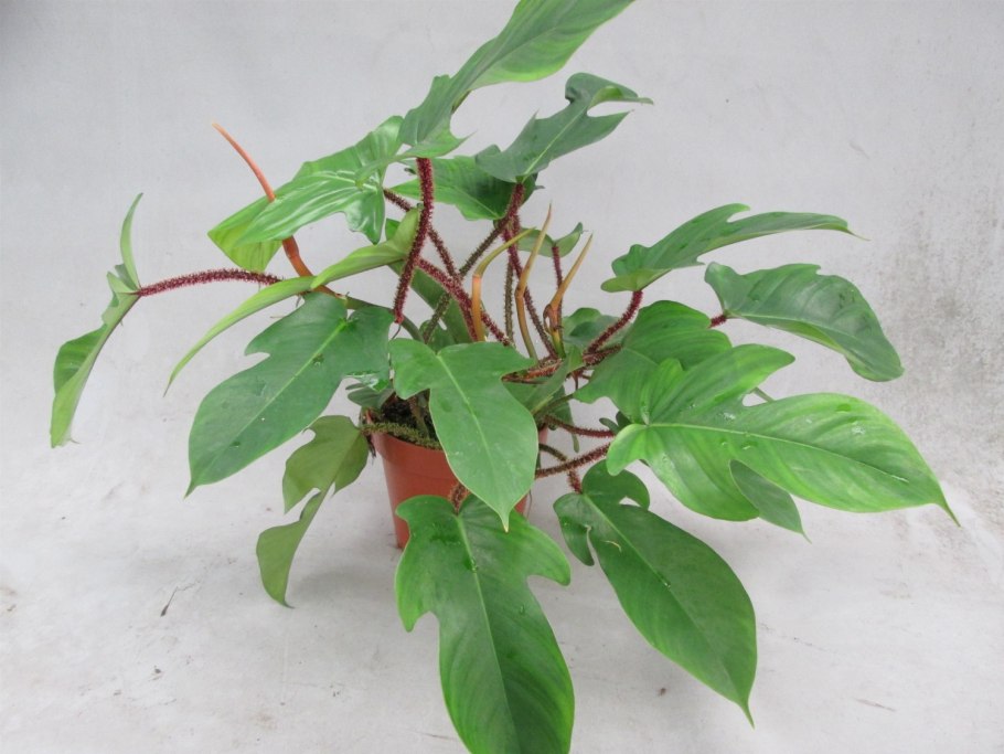 Филодендрон Шангри ла