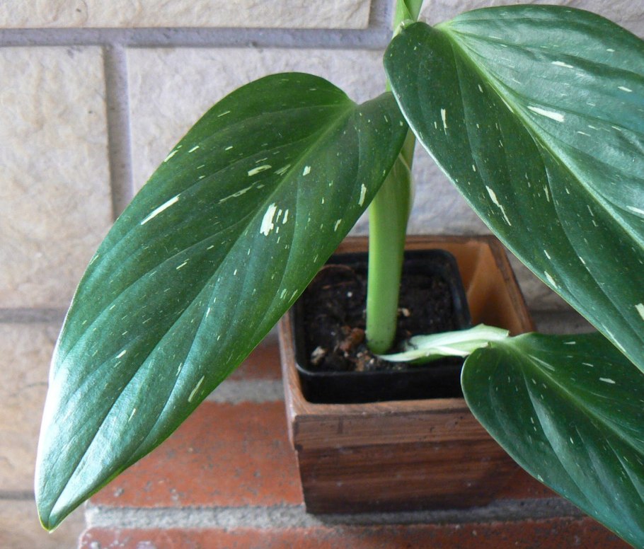 Филодендрон Фаззи петиоле