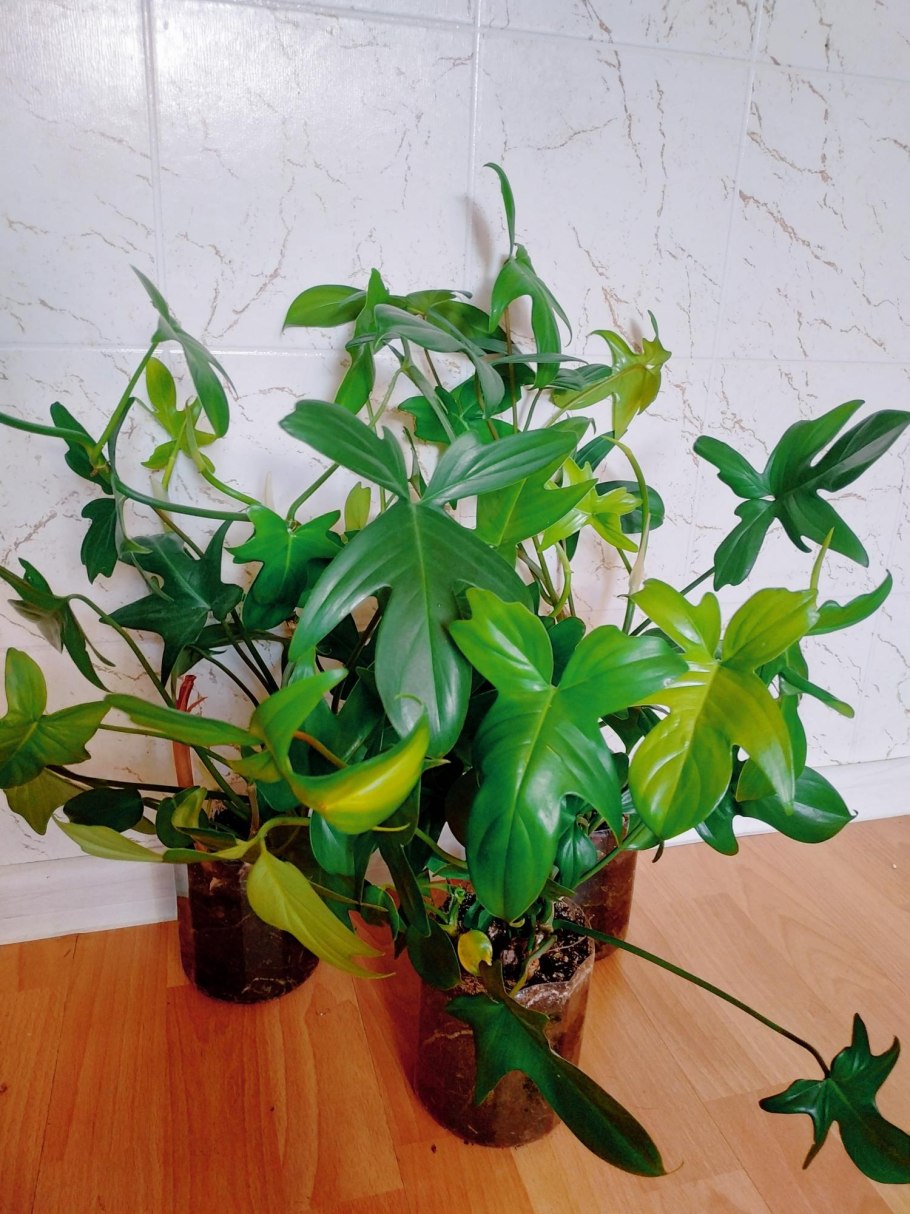 Филодендрон Florida Ghost