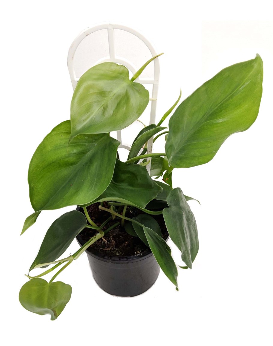 Филодендрон Опакум