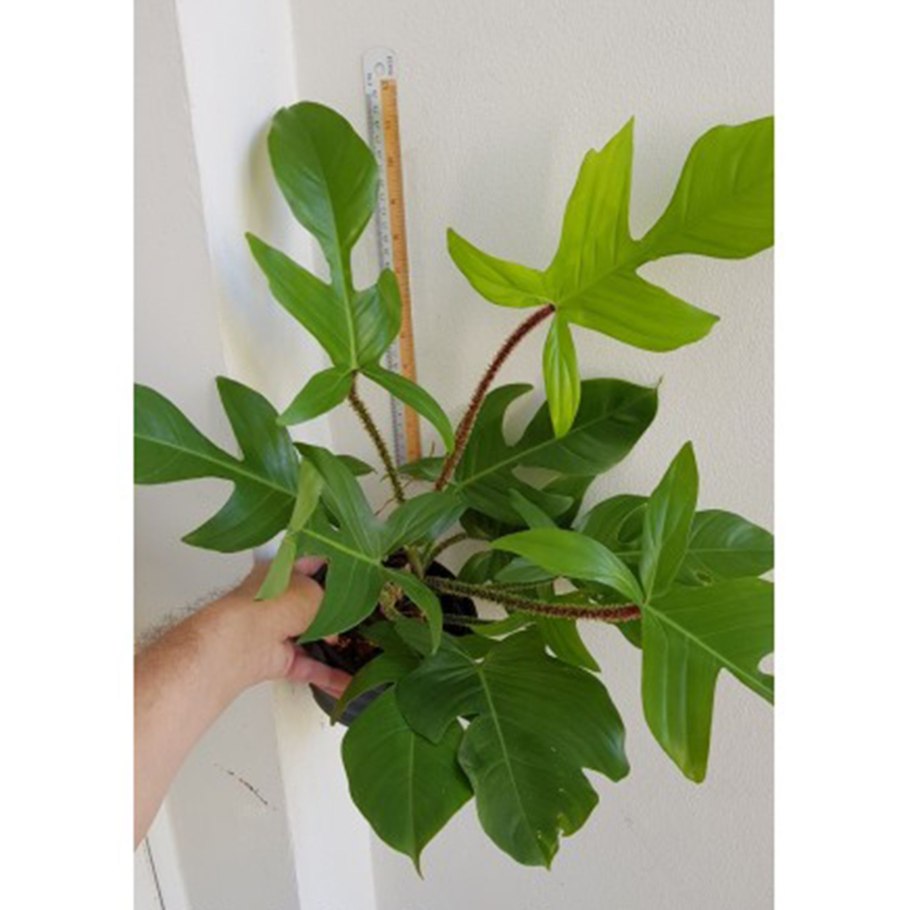 Филодендрон Педатум