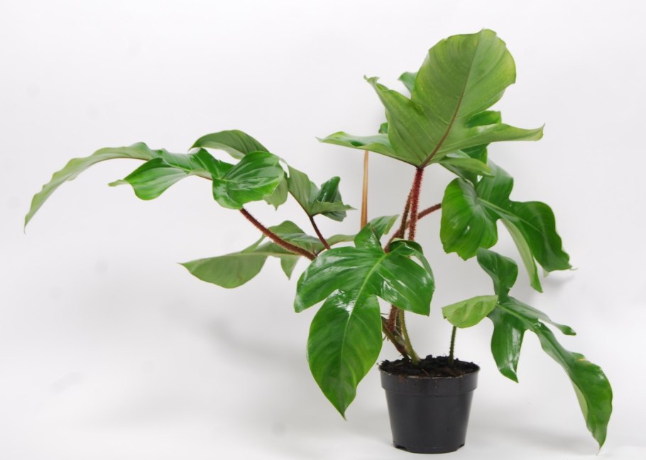 Филодендрон Альба