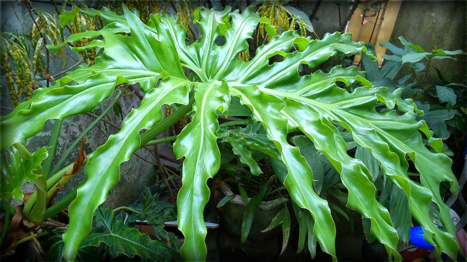 Филодендрон фишборн