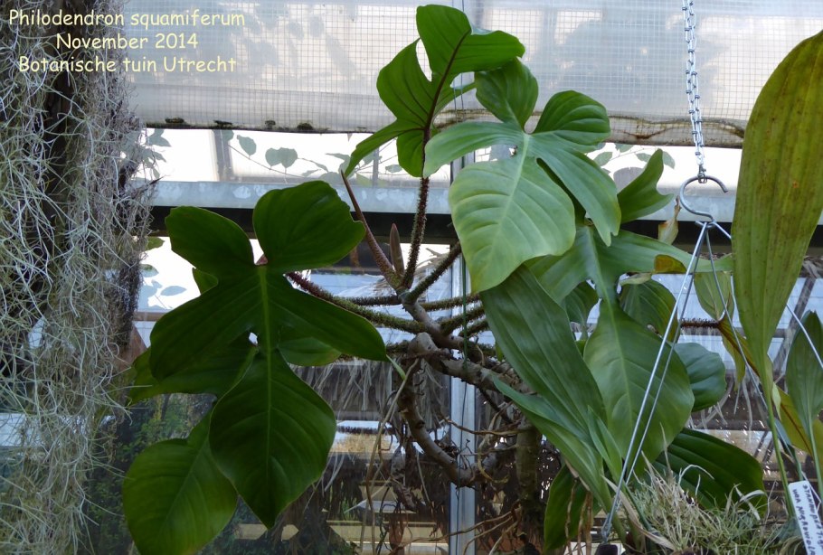 Филодендрон Caramel Cream