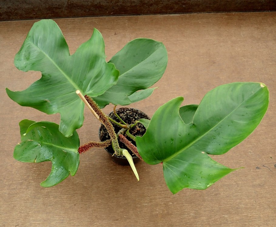 Филодендрон чешуеносный squamiferum