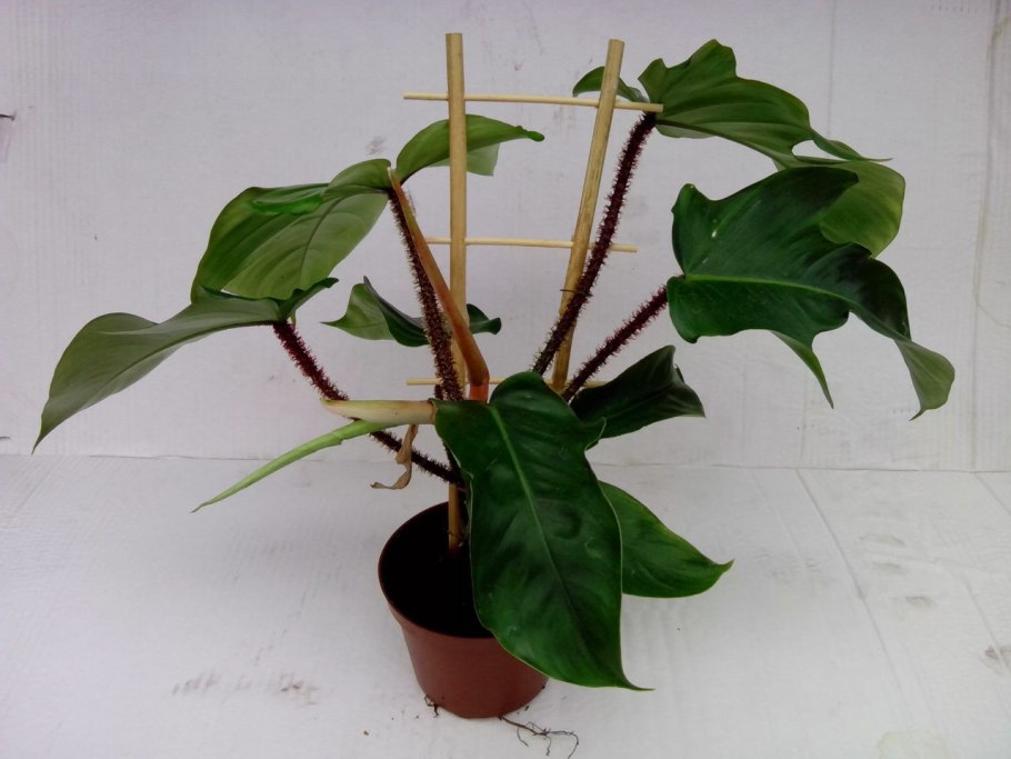 Филодендрон чешуеносный Голден