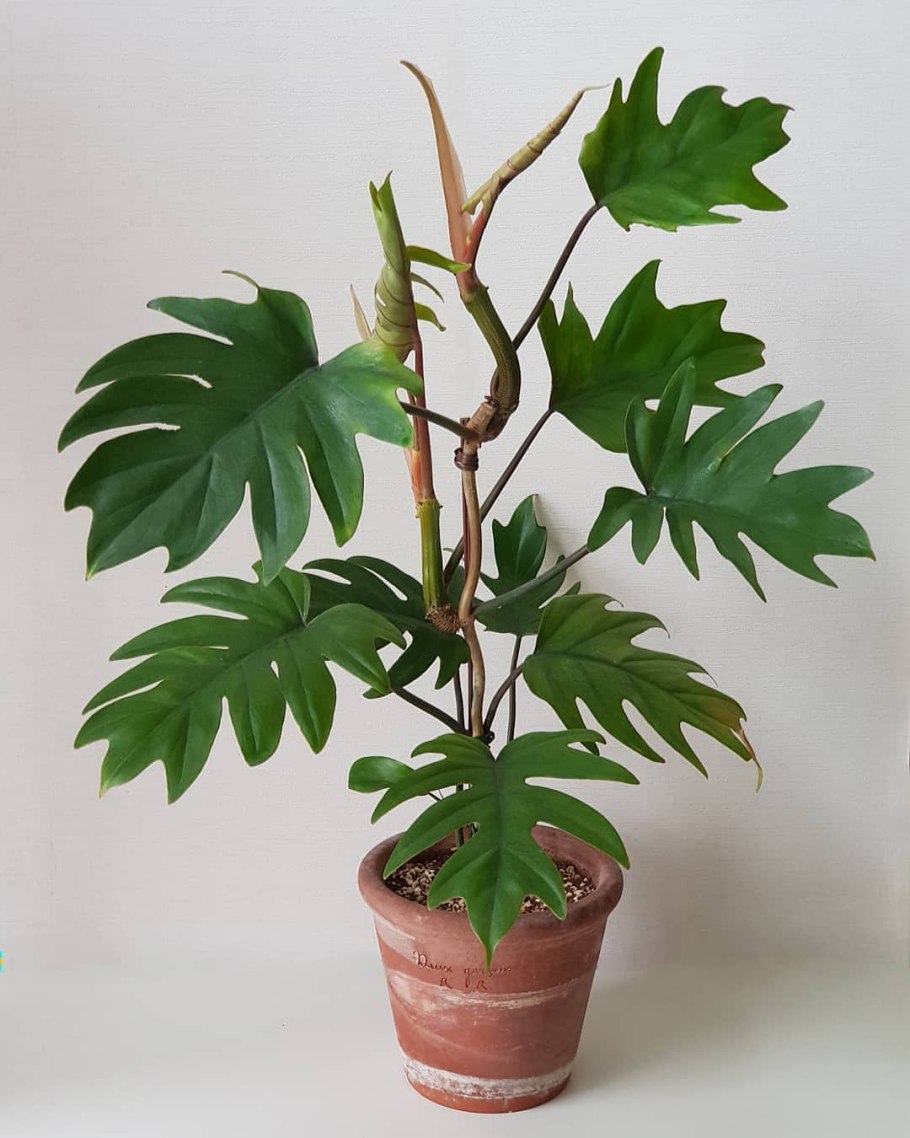 Монстера Минима Рафидофора