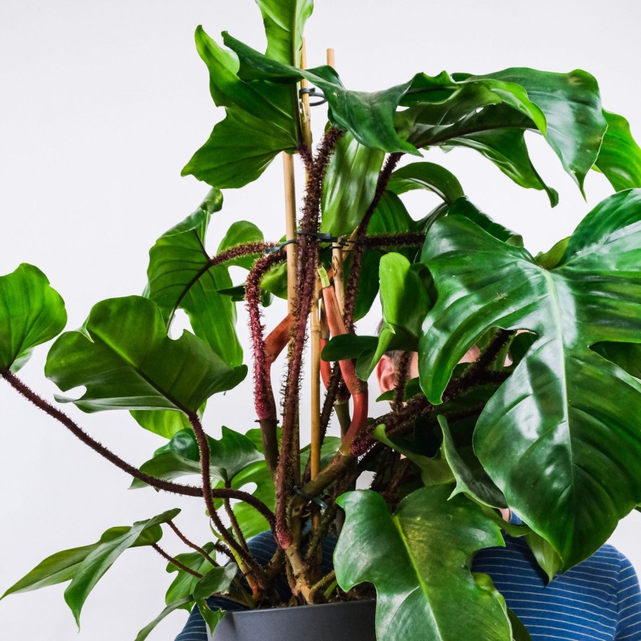 Филодендрон Мэджик Маск