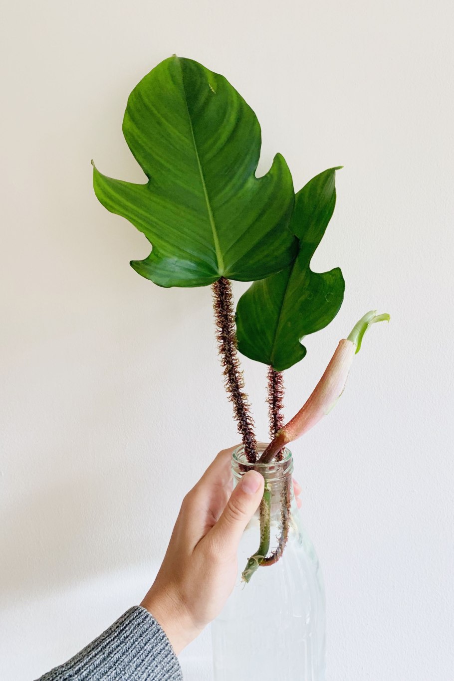 Филодендрон Вилин Голд