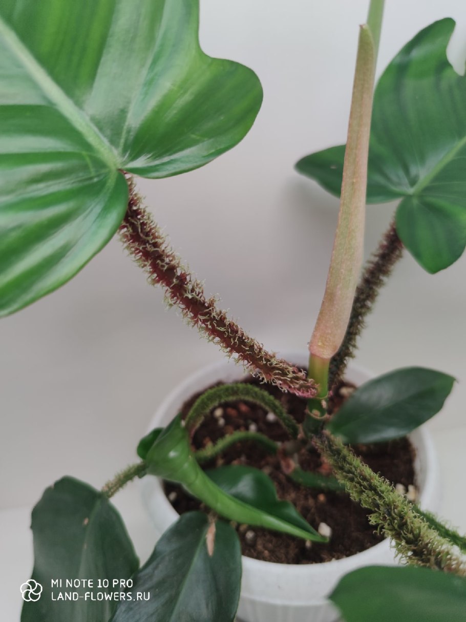 Филодендрон squamiferum