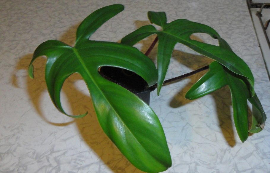 Филодендрон чешуеносный squamiferum