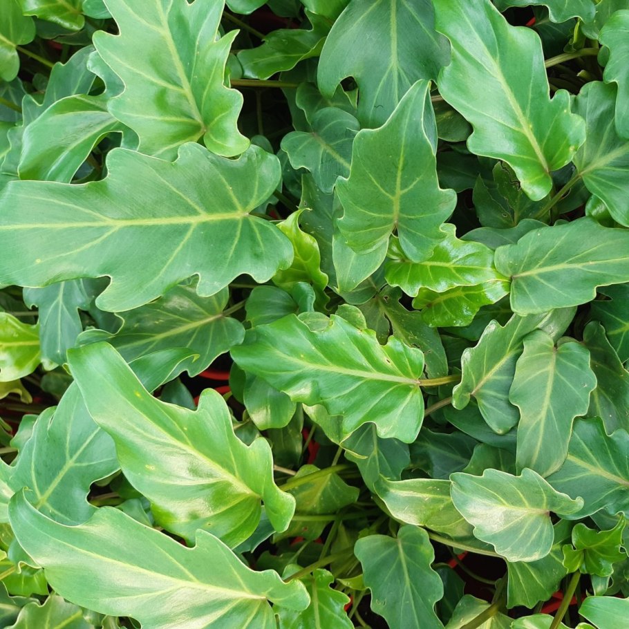 Филодендрон лировидный