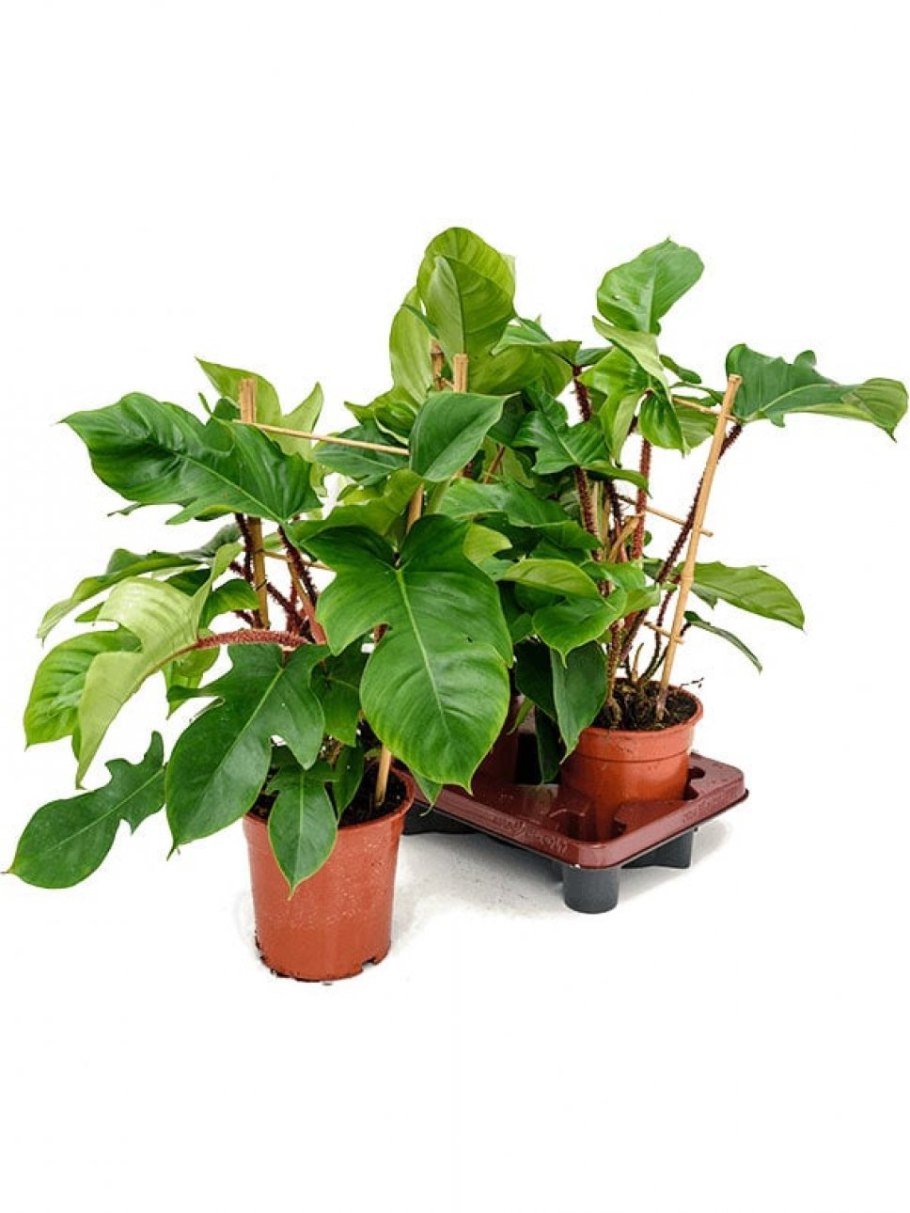 Филодендрон squamiferum