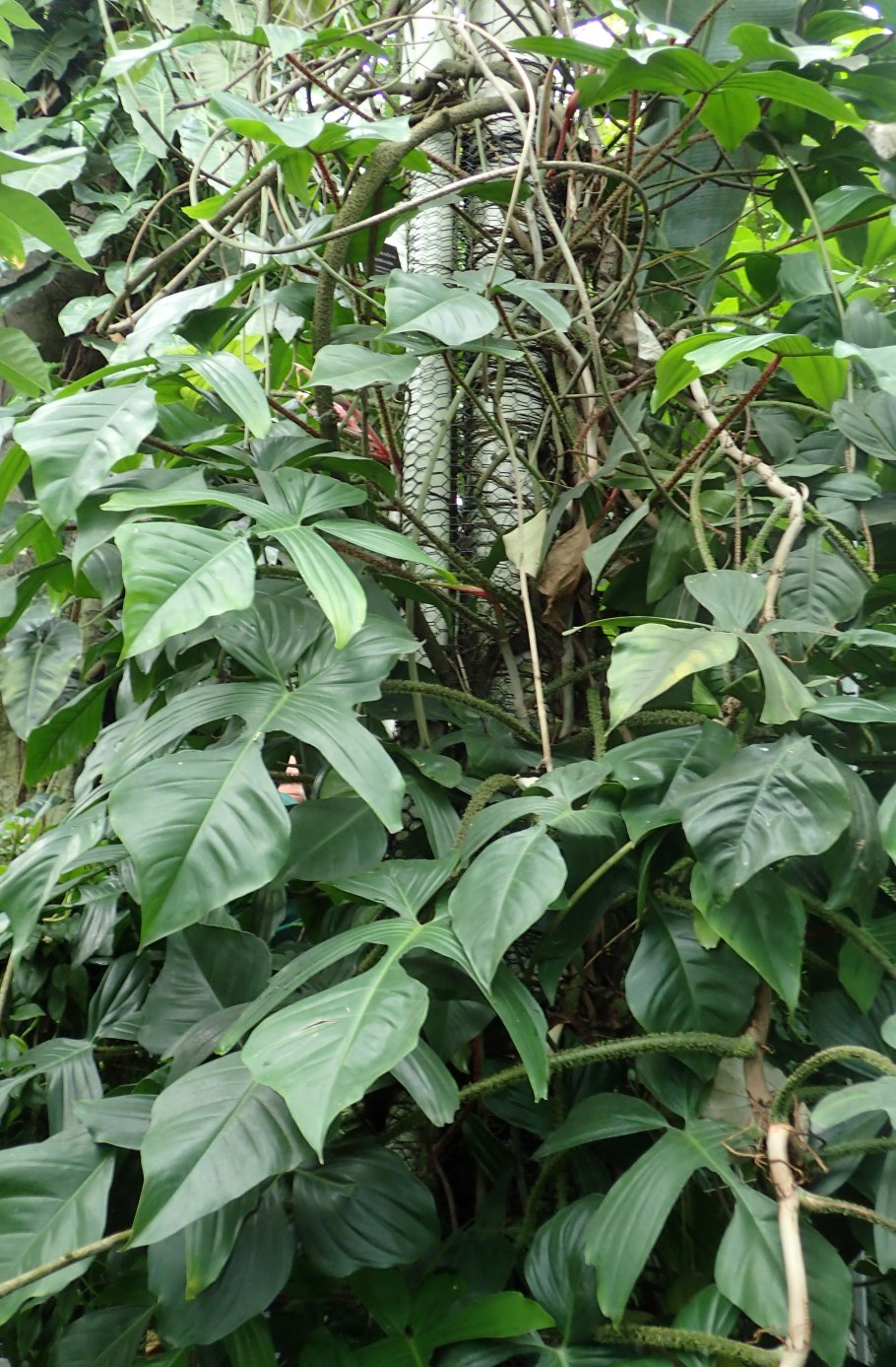 Филодендрон squamiferum