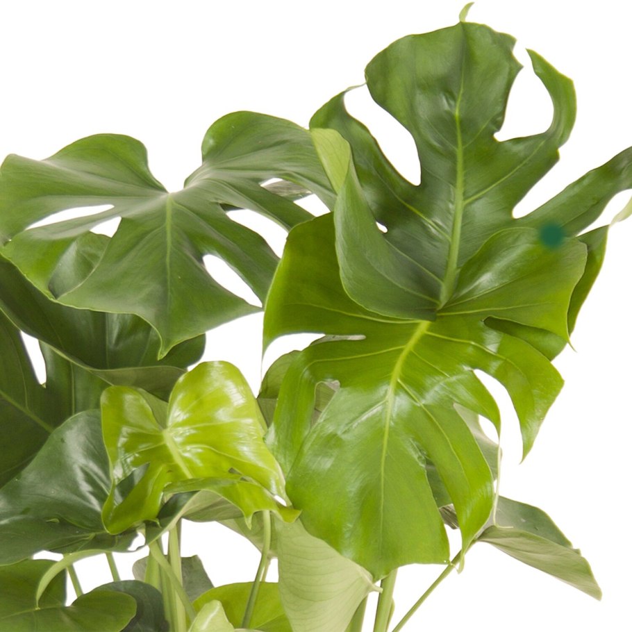 Филодендрон Стингрей