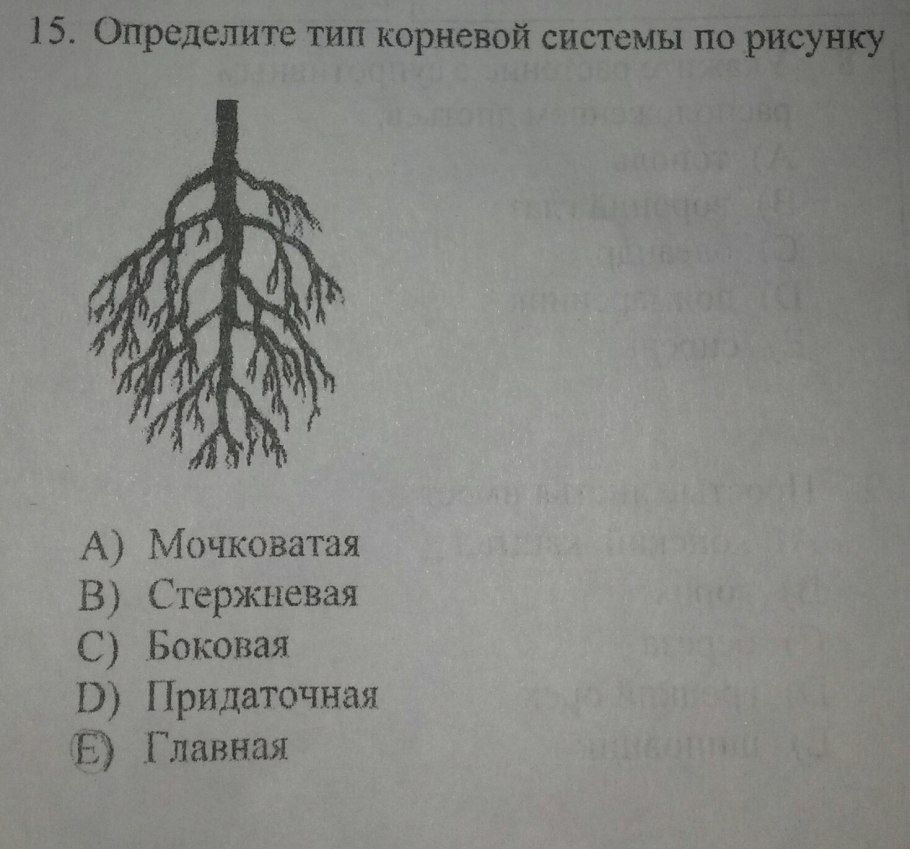 Корневая система елки
