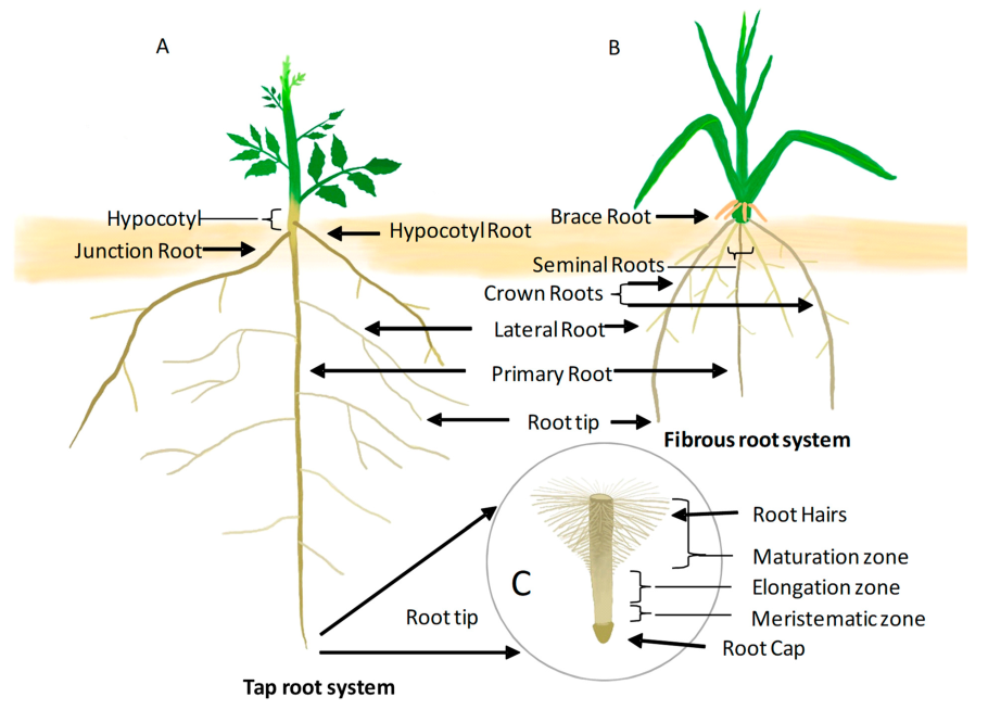 Mycorrhizal Network
