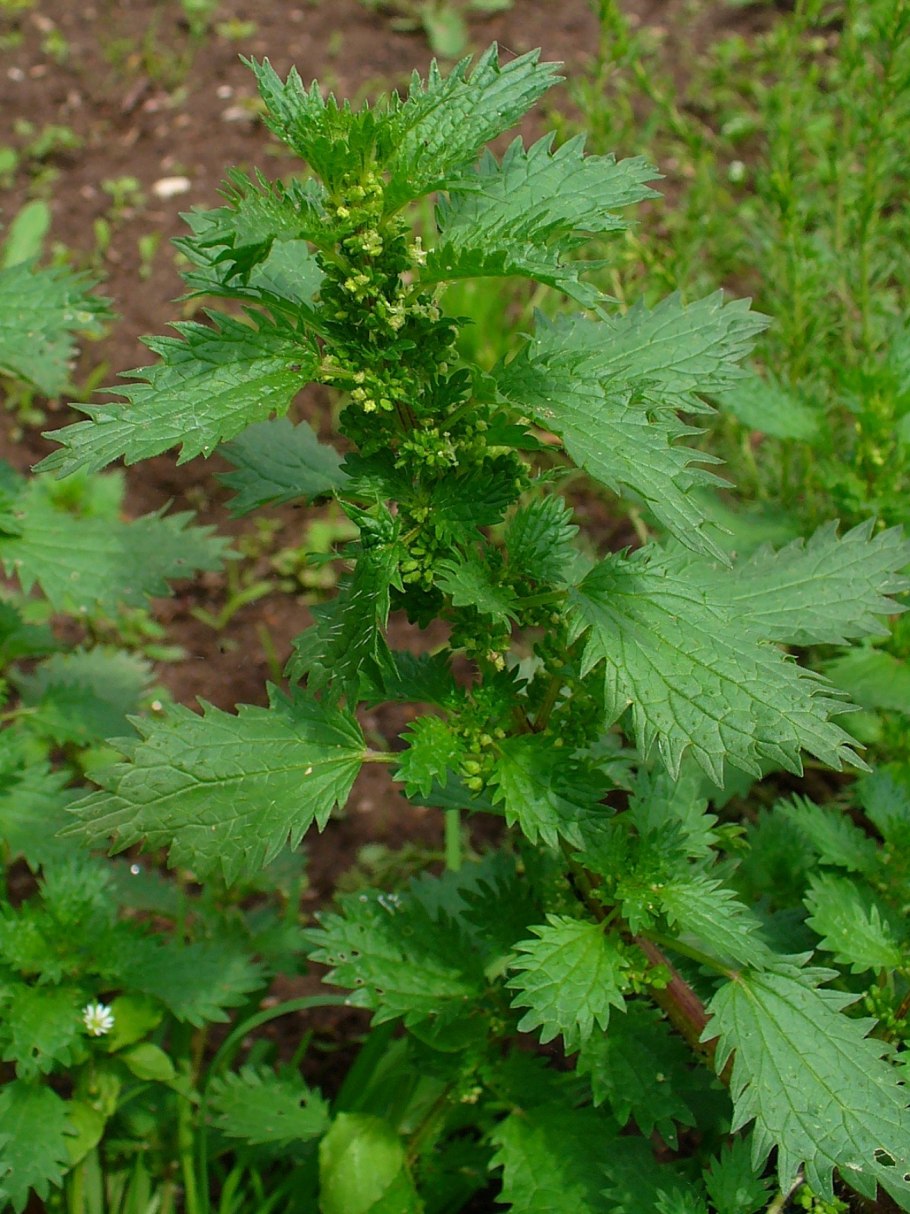 Крапива (Urtica dioica)