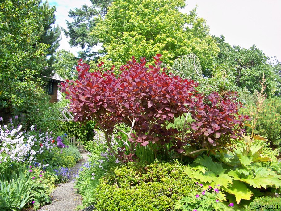 Лещина обыкновенная краснолистная