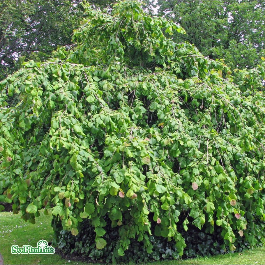 Corylus avellana pendula