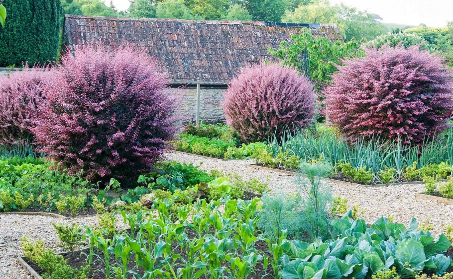 Лещина фундук в ландшафте